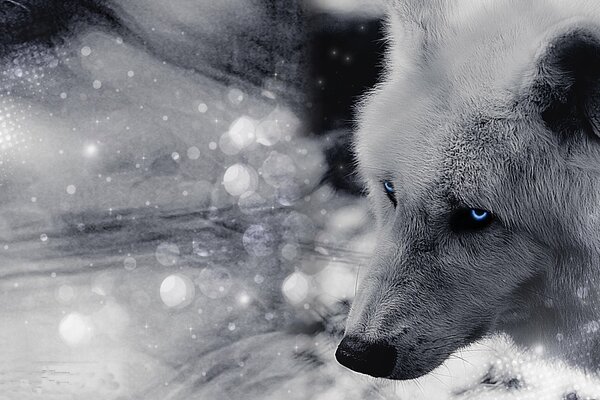 A white wolf with beautiful eyes