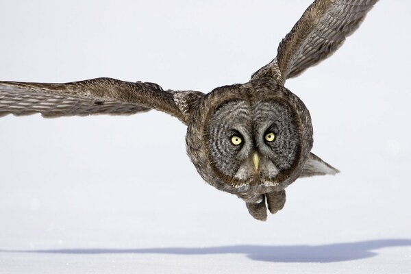 Fliegen einer Eule im Winter