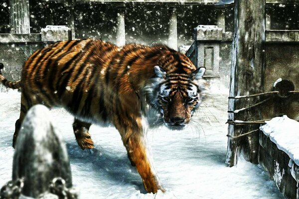 Striped tiger walks in the snow