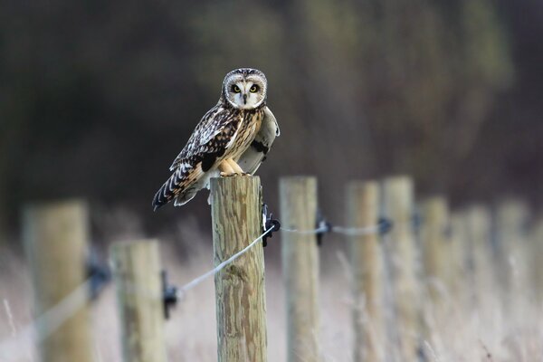 Hibou assis sur une clôture en bois