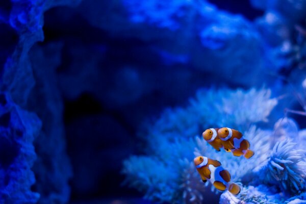 Acuario azul con peces Guppy