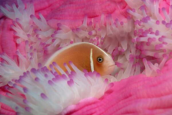 Pesce in coralli luminosi sul mare