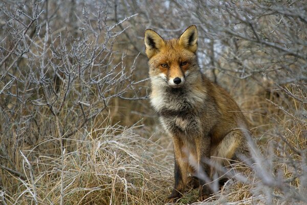 Der Fuchs posiert in den mit Frost bedeckten Büschen