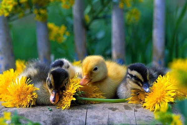 Patitos entre madre y madrastra