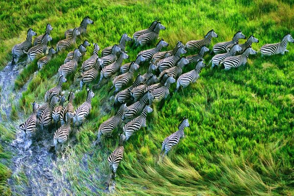 A flock of zebras running through the grass