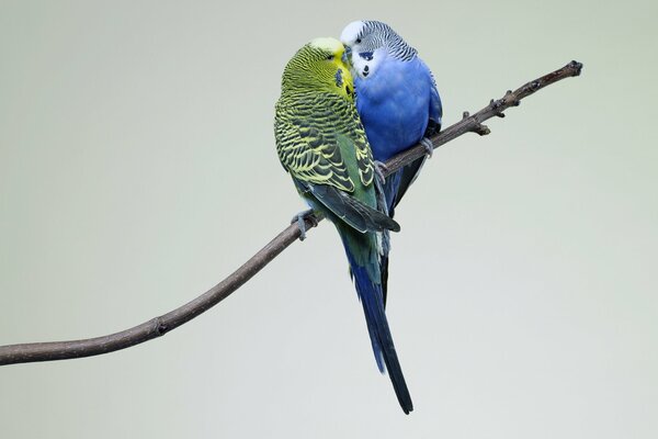 A couple of parrots on a branch