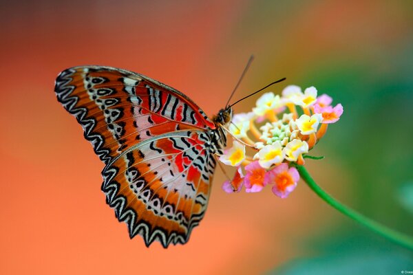 Hermosa mariposa con zarcillos en la flor