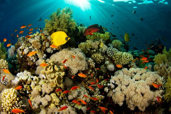 Fish in a coral reef. Underwater world