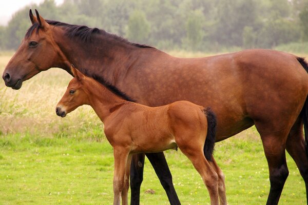 Pferd und Fohlen auf dem Feld nisten