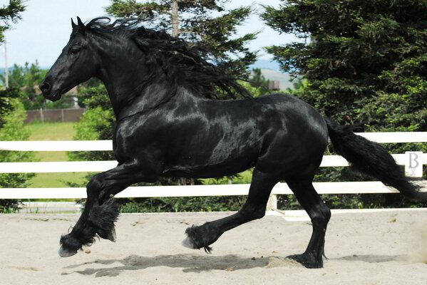 Ein schwarzes Pferd reitet im Gehege