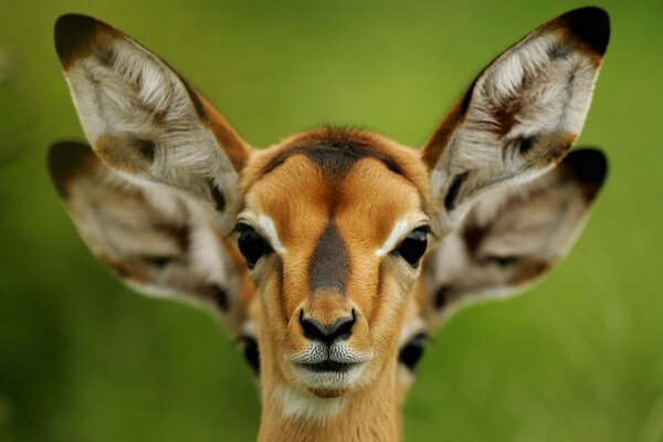 Roe deer on the background of nature close-up