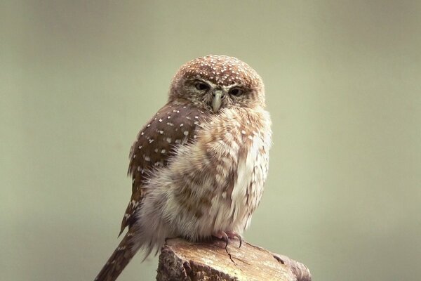 Gros plan de hibou dans la forêt