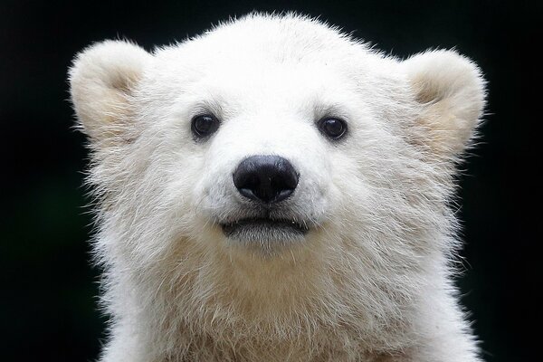 The muzzle of a polar bear on a black background