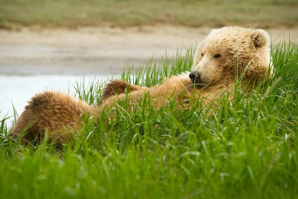 Grizzly bear lying on the grass