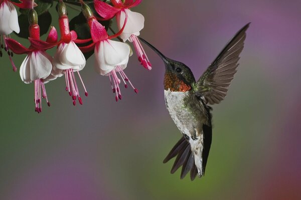 Colibrì che estrae il nettare