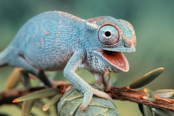 Caméléon vert assis sur une branchepolaire