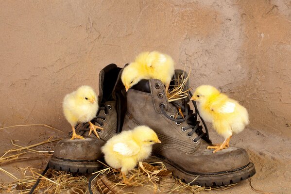 Poussins curieux sur de vieilles bottes