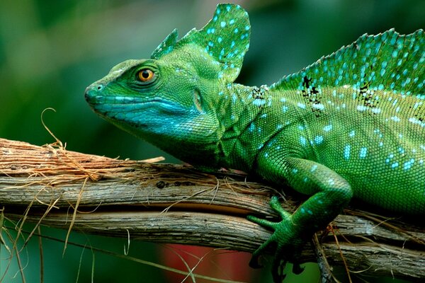 Máscara lagarto verde