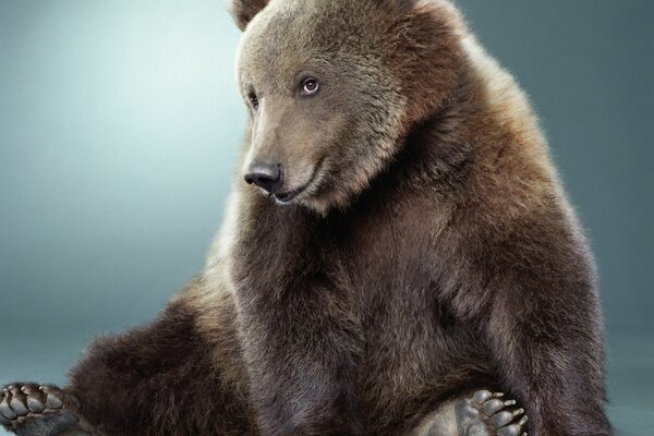 A brown fluffy bear is sitting