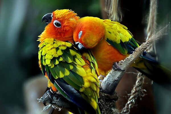 Lovesick couple of lovebirds