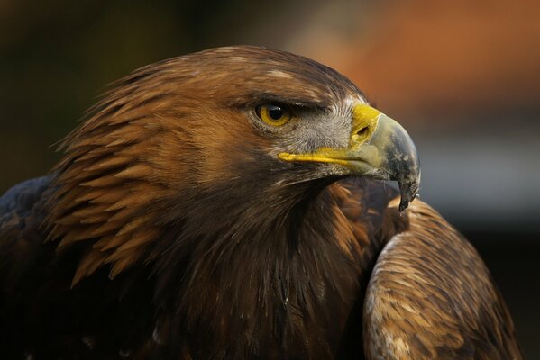 Águila orgulloso gran pico