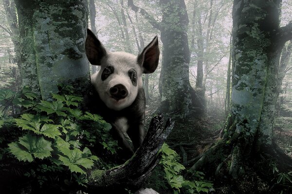 Piggy looks out from behind the trees in the forest