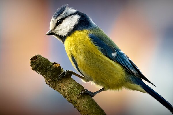 Photo of a tit perched on a branch