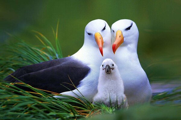 Familia de aves en la hierba verde