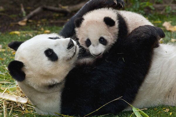 Mama panda umarmt ihr baby im gras