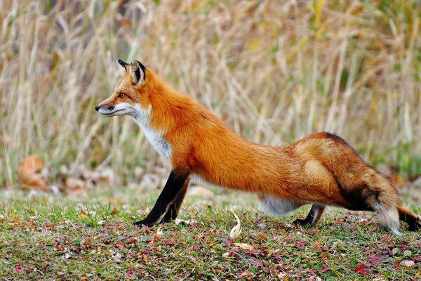 Zorro bebiendo en el bosque de otoño