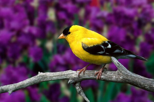 Il cardellino americano è bello come un fiore