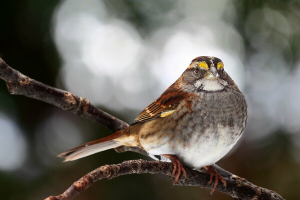 A sparrow is sitting on a thin twig