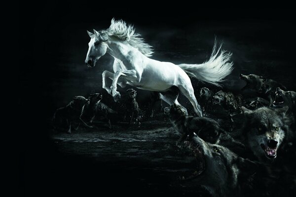 A white horse in the twilight with wolves