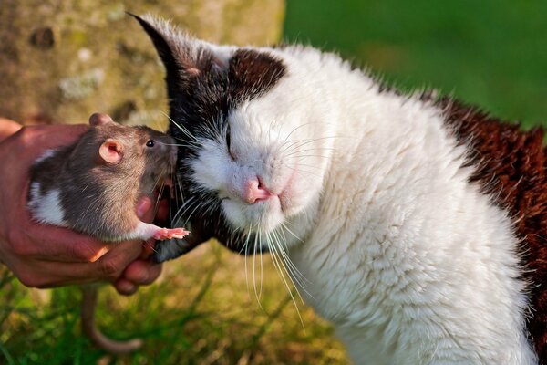 Die Liebe von Ratte und Katze für immer