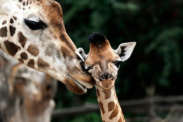 Giraffe rubs his nose on a cub