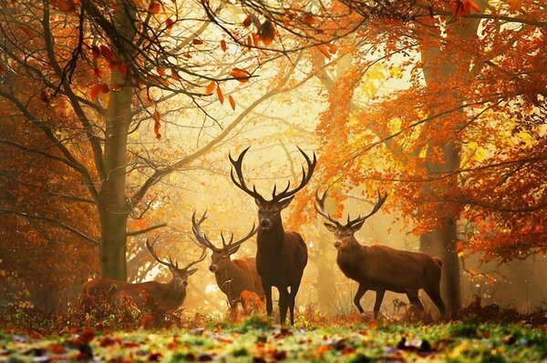 Rehe mit großen Hörnern laufen auf dem gelben Laub herum