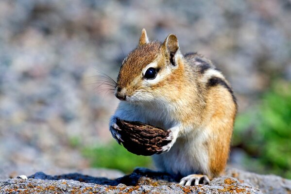 A rodent holds a shell in its paws