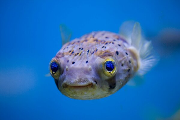 Hogu fish in the natural environment