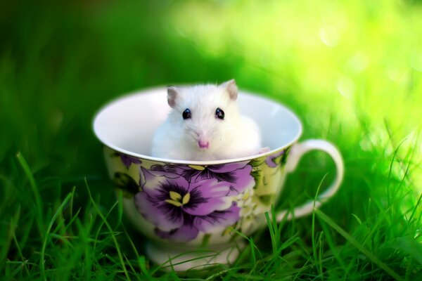 Ratón blanco sentado en una taza