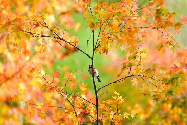 The sparrow sat on a branch and poses