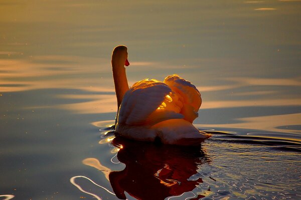 White swan in the pond