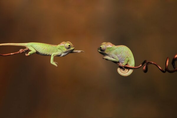 Camaleones en una rama. Reptiles verdes