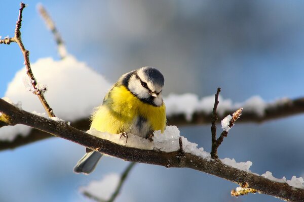 Tit sentado en el hielo