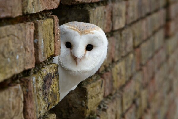 A white owl peeks out of a brick wall