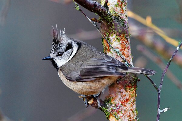 Crested tit se sienta en la perra de un árbol