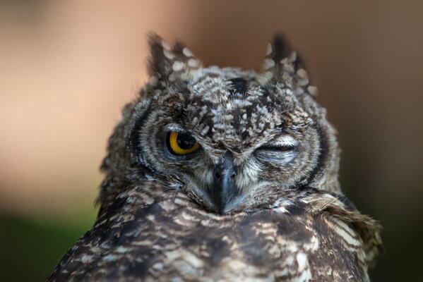 Winking owl s eye close-up