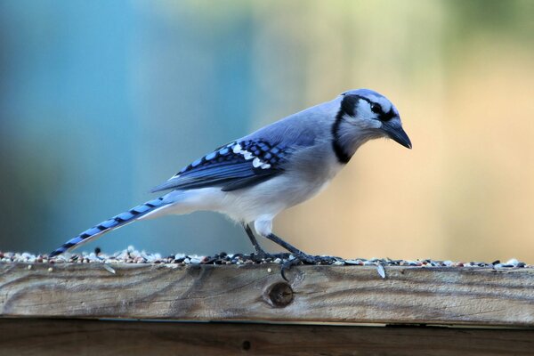 Geai bleu. Gros plan