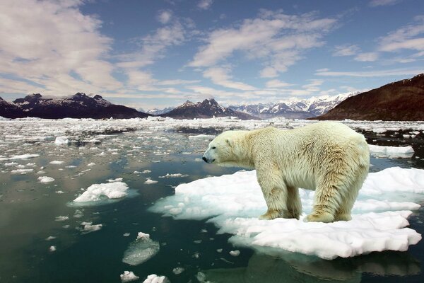 Oso polar en un témpano de hielo en el océano