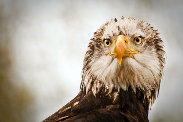 The eagle stares ahead