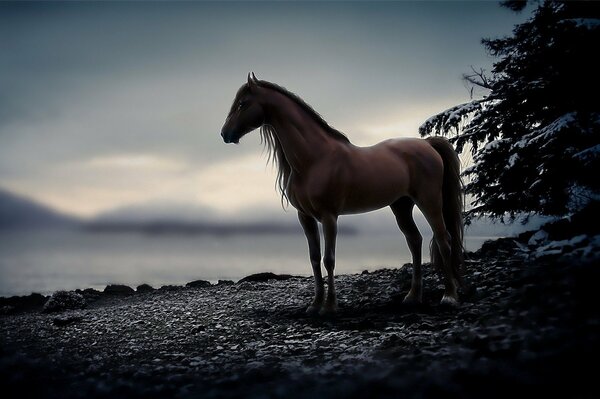 Graceful horse on the background of the lake